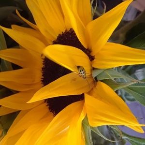 Meet your Posher, Rose